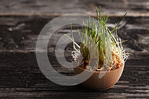 Wheat Grass Sprouts in a Wooden bowl
