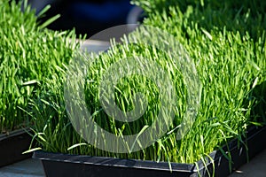 Wheat Grass with Strong Shadows