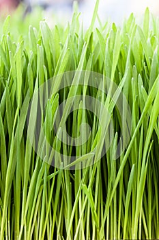 Wheat grass