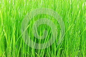 Wheat grass with water drops