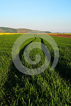 Green wheat field, in the west of Romania, Europe