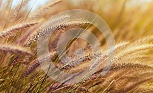 Wheat in the wind at nice evening sun light