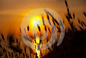 Wheat on a great summer sunset