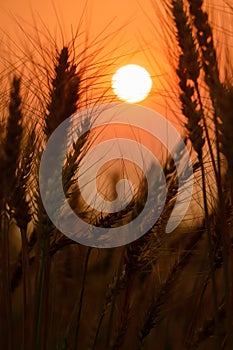 Wheat on a great summer sunset background