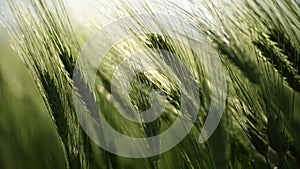 Wheat green field agriculture. The wind sways ears of barley wheat in the field, waves of crops at sunset. Agricultural