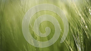 Wheat green field agriculture. The wind sways ears of barley wheat in the field, waves of crops at sunset. Agricultural