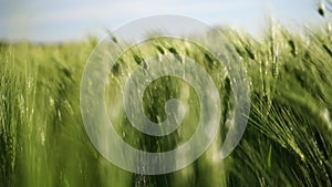 Wheat green field agriculture. The wind sways ears of barley wheat in the field, waves of crops at sunset. Agricultural