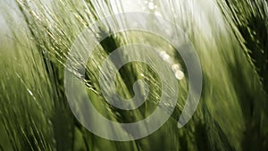 Wheat green field agriculture. The wind sways ears of barley wheat in the field, waves of crops at sunset. Agricultural