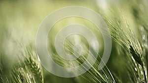 Wheat green field agriculture. The wind sways ears of barley wheat in the field, waves of crops at sunset. Agricultural