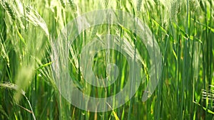 Wheat green field agriculture. The wind sways ears of barley wheat in the field, waves of crops at sunset. Agricultural