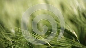 Wheat green field agriculture. The wind sways ears of barley wheat in the field, waves of crops at sunset. Agricultural