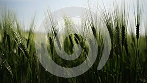 Wheat green field agriculture. The wind sways ears of barley wheat in the field, waves of crops at sunset. Agricultural
