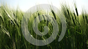 Wheat green field agriculture. The wind sways ears of barley wheat in the field, waves of crops at sunset. Agricultural