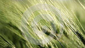 Wheat green field agriculture. The wind sways ears of barley wheat in the field, waves of crops at sunset. Agricultural