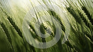 Wheat green field agriculture. The wind sways ears of barley wheat in the field, waves of crops at sunset. Agricultural