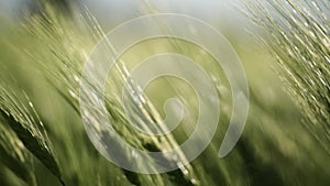 Wheat green field agriculture. The wind sways ears of barley wheat in the field, waves of crops at sunset. Agricultural