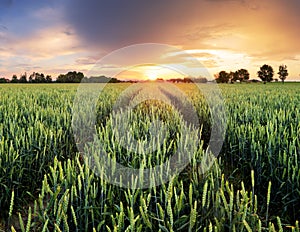 Wheat green field at dramatic sunset