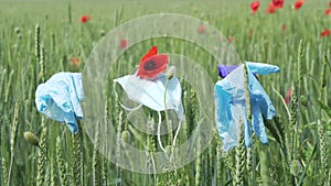 Wheat green field with red poppies protective mask and gloves on ears of wheat. Coronavirus COVID-19 epidemic, quarantine time