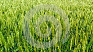 Wheat green field in village