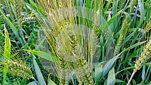 Wheat green grass in field