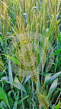 Wheat green grass in field