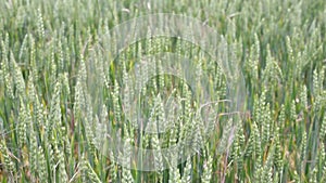 Wheat green stalks and ladybug on nature in spring summer field close-up of macro with free space for text. Selective focus