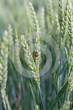 Wheat green stalks and ladybug on nature in spring summer field close-up of macro with free space for text. Selective focus