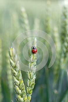 Wheat green stalks and ladybug on nature in spring summer field close-up of macro with free space for text. Selective focus