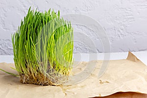 Wheat greens with grains on wrapping paper. Fresh wheat sprouts. Hydroponics