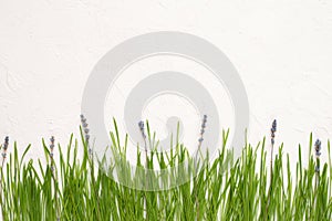 Wheat greens and lavender flowers on white textural background, wallpaper
