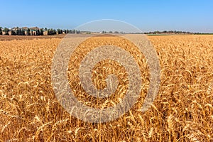 Wheat grow on the field.