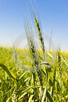 Wheat growing