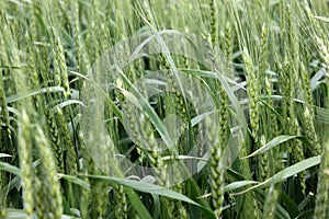 Wheat growing