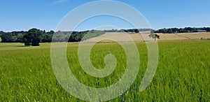 Wheat growing in a English crop field.