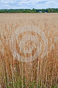 Wheat growing on a farm with blue cloudy sky and trees in the distance. Landscape of golden corn field or cultivated