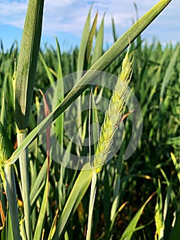 Wheat growing in a field, green wheat grains on a pod, spring grain field,