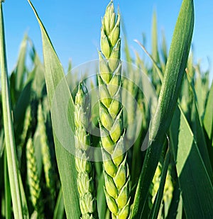 Wheat growing in a field, green wheat grains on a pod, spring grain field, blue sky and green wheat, nature in the field and count