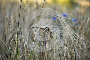 Wheat growing near Potzbach, Germany