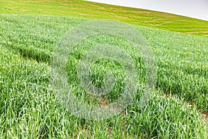 Wheat growing in the Palouse hills of Washington