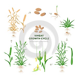 Trigo creciente progreso vida ciclo de trigo planta elementos en un piso diseno botánico un conjunto compuesto por ilustraciones 
