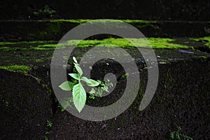 Wheat growing up in a rock