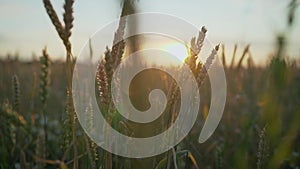 Wheat grows at sunset. Young wheat seedlings growing in a field. Green wheat growing in soil. Close up on sprouting rye