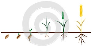 Wheat growth, great design for any purposes. 3d green pattern on white background.Wheat growth cycle