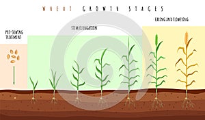 Wheat growth stages. Cereals crop maturation process, spikelet development steps, seeds and green plant, grain photo