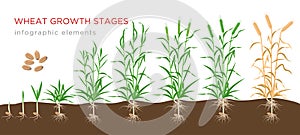 Wheat growth stages from seed to ripe plant infographic elements isolated on white background. Wheat growing vector photo
