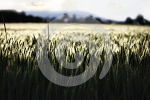Wheat halms in cornfield
