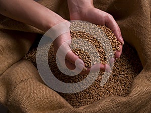 Wheat hand