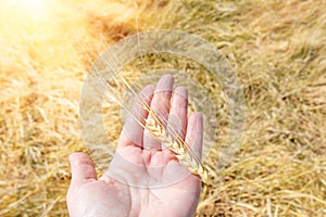 Wheat in hand. Golden ears of wheat in farmer& x27;s hand on summer field. Agriculture, cereals and harvest concept.