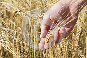 Wheat on hand. Plant, nature, rye. Crop on farm. Stem with seed for cereal bread.