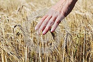 Wheat on hand. Plant, nature, rye. Crop on farm. Stem with seed for cereal bread.